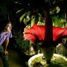 A man crouching in the dark, watching a big red flower.