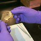 Photo: Mummy eye orbit