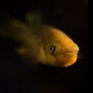 Atlantic killifish
