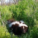 Photo: taxidermied skunk in grass