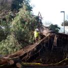 A worker removing large tree that fell on building
