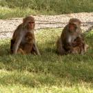 Rhesus monkeys