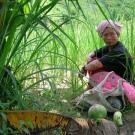 Mae Ong gathers melons in Thailand, in photo taken by Steve Fick, a graduate student in ecology.