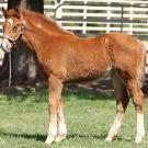 Photo: Six-month-old filly posing for a picture