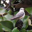Making its first documented visit to Yolo County, a scissor-tailed flycatcher, above, has drawn bird enthusiasts to campus from throughout the region. 