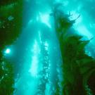 Photo: kelp bed