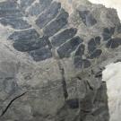 Fossilized seed fern