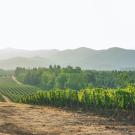 wine grapes in tuscany