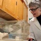 Photo: rat and woman look at each other