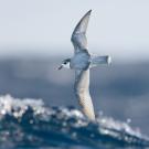 Blue petrel bird flys over ocean
