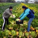 Photo: Students harvest produce from a campus field.