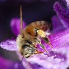 Photo: closeup of honeybee on purple flower