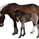 Photo: foal next to mother horse
