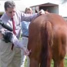 Man gives shot to horse (view from back).