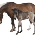 photo: mare and colt
