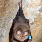 Bat hanging upside down