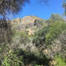 Stebbins Cold Canyon, brush, with mountain peak in background