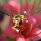 A hover fly, aka flower fly, from the order Diptera, pictured on a Tower of Jewels plant