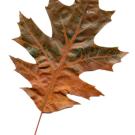 Oak leaf