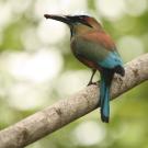 Turquoise-browed motmot bird in Costa Rica