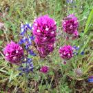 Miniature lupine and denseflower Indian paintbrush flowers