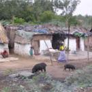 This village in Hydrabad, India, is along the way to the International Crops Research Institute for the Semi-Arid Tropics, a potential UC Davis partner dedicated to improving the lives of poor farmers in Africa and India.