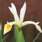 Photograph by campus electrician David Vitek shows morning dew on a fresh iris bloom in the arboretum on April 5.