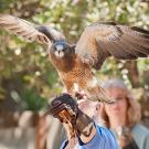 Photo: Grasshopper, a Swainson&rsquo;s hawk, California Raptor Center

 