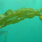 Bull kelp underwater