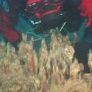 Photo: Diver in the background with plant life in the foreground