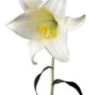 Photo: lily flower