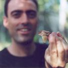 Anolis cristatellus uses its pouch to give silent &lsquo;shout-out.&rsquo;