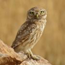 Little owl