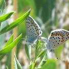 A pair of alpine Lycaeides species, a hybrid of two other species