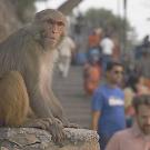 Monkey watching as people pass by