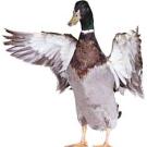 Photo: Mallard with wings spread