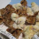 Young brown and yellow chicks on a white tray.