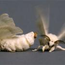 Photo: moth with behind pointed toward another with her wings in motion