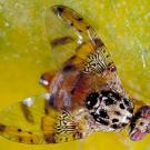 Photo: medfly on fruit surface
