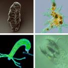 Four microbes of different looks