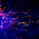 Image of cell contents