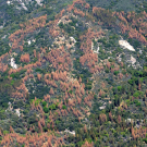 Dead and dying trees dot landscape in Sierra Nevada during drought.