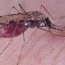 The malaria-carrying Anopheles gambiae goes for blood in this photo by UC Davis entomologist Anthony Cornel.