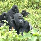 Family of mountain gorillas 
