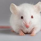 White mouse looking at camera