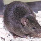 photo of brown mouse