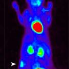 Photo: Gray mouse on a glass block