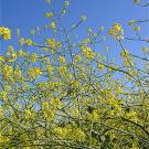 Photo: Several wild mustard plants shot from  below