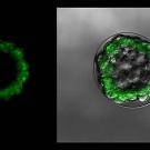 Two green rings, one on a black background, one on a silver