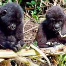 Photo: Two young gorillas eating